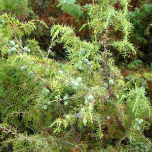 Cade (Juniperus oxycedrus L.)