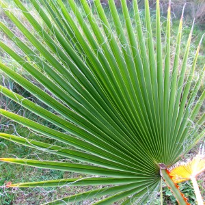 Canon palm (Washingtonia filifera Wendl.)