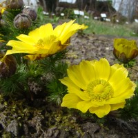 Adonis de printemps (Adonis vernalis L.)