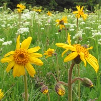 Arnica montana