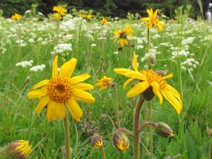 Arnica montana