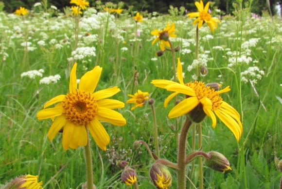 (Français) Présentation des travaux menés par le CNPMAI sur les ressources génétiques française de l’Arnica montana le 6 février prochain