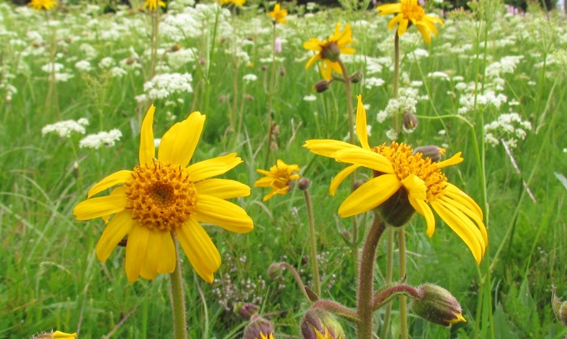 (Français) Présentation des travaux menés par le CNPMAI sur les ressources génétiques française de l’Arnica montana le 6 février prochain