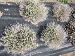 Clone de thym peu résistant au froid