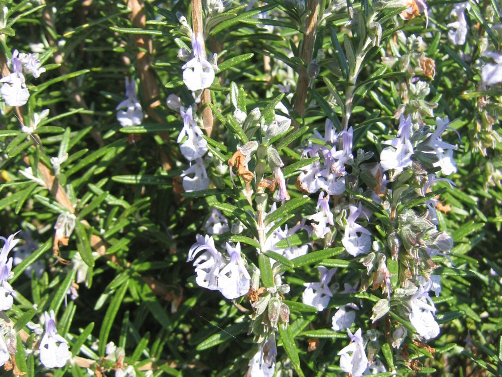 Ce mois-ci : le romarin, Rosmarinus officinalis officinalis cv ‘Corsican blue’ (chémotype α-pinène) Nom communs : romarin, encensier ‘Corsican blue’ est une variété cultivée du romarin sauvage. C'est un cultivar rampant à port arqué, aux grandes fleurs d'un bleu violacé. Origine géographique et aire de répartition naturelle Spontané sur tout le pourtour méditerranéen, le romarin est aujourd'hui cultivé partout en Europe et a été introduit en Asie centrale, en Inde, aux Philippines, aux Antilles aux Etats-Unis, en Afrique du Sud et en Australie. Eléments d’histoire, anecdotes La réputation du romarin en médecine viendrait de la reine Isabelle de Hongrie au XVIe siècle, qui aurait retrouvé la forme et une nouvelle jeunesse grâce à une eau de jouvence qu'elle fabriquait elle-même à partir d'alcoolats de romarin, de menthe pouliot et de lavande. Son nom serait dérivé du latin ros, qui désignait la rosée, et marinus qui se réfère à son origine méditerranéenne, ce qui donnera, par étymologie populaire, rosée marine. En anglais, cela a donné rosemary, devenant vite la rose de Marie. La légende vient appuyer ce nom : la Vierge Marie, pendant sa fuite d'Egypte, aurait suspendu son manteau à un romarin à fleurs blanches. Les fleurs du romarin auraient alors pris leur teinte bleutée. C'est un symbole du souvenir et de la fidélité. En Europe, il protégeait des sorcières et du mauvais-œil, et au Maroc on l'utilise parfois encore pour éloigner les mauvais génies. Utilisations traditionnelles Culinaire Le romarin est une plante aromatique de choix, utilisé dans les viandes et au barbecue notamment. Il fait partie du mélange des "herbes de Provence" et entre dans la composition du bouquet garni. Le miel de romarin (dit de Narbonne) est un miel de choix au goût très prononcé. Médicinale Le romarin est une importante plante médicinale, notamment pour ses propriétés antioxydantes, digestives (sphère hépatique), diurétiques. Autre ‘Corsican blue’ est un chémotype ou chimiotype à α-pinène, ce qui confère aux parties aériennes de cette variété une odeur particulièrement camphrée, boisée (pin) rappelant aussi la terre. Le romarin a longtemps été utilisé pour ses propriétés assainissantes (on le faisait par exemple brûler dans les tribunaux anglais du XVIIe siècle pour protéger les juges des "pestilences" des prisonniers) ; il est parfois utilisé aujourd'hui comme antimites. Toxicité éventuelle Quelques réactions allergiques au romarin ont été signalées. Certaines sources scientifiques semblent indiquer une génotoxicité de l'huile essentielle à forte dose, mais aucun risque pour les feuilles en tisane. Informations techniques pour l’entretien chez le particulier Culture en pleine terre Oui, vivace Culture en pot Oui, vivace, à tailler régulièrement pour qu’il n’y ait pas trop de bois, ne pas le rentrer pour l’hiver Période de floraison Fleurs bleues Hauteur 0.5 à 2m Exposition Ensoleillée Humidité Modéré Sol Rocailleux et drainant A tailler assez bas à l’automne pour limiter l’apparition du vieux bois. Si culture en pot, ne pas le rentrer pour l’hiver, cette espèce a besoin des variations de température pour une bonne croissance l’année suivante. Références Bruneton, J., & Poupon, E. (2016). Pharmacognosie, phytochimie, plantes médicinales. Tec & Doc. Chauvet, M. (2018). Encyclopédie des plantes alimentaires: 700 espèces du monde entier, 1700 dessins. Belin. Sélection du Reader’s digest. (2017). Secrets et vertus des plantes médicinales. The Good Scents Company (tgsc). (n.d.). Alpha-pinene. The Good Scent Company. Retrieved 15 December 2020, from www.thegoodscentscompany.com/data/rw1006351.html