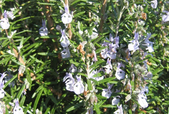 (Français) Focus sur une espèce ou un cultivar conservé par le Conservatoire