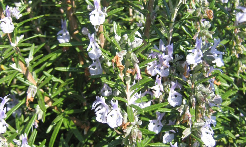 (Français) Focus sur une espèce ou un cultivar conservé par le Conservatoire