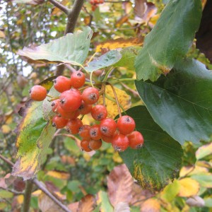 Alisier de Fontainebleau (Sorbus latifolia (Lam.) Pers.)