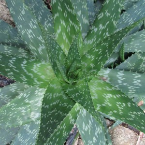 Aloes (Aloe vera (L.) Burm. f.)