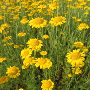 Camomille des teinturiers (Anthemis tinctoria)