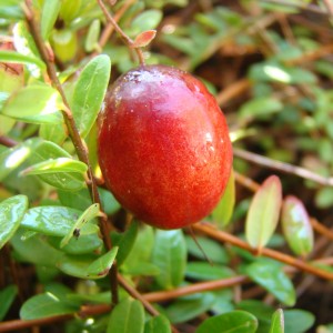 Canneberge (Vaccinium oxycoccos L.)