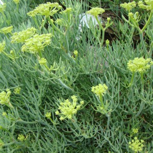 Criste marine (Crithmum maritimum L.)