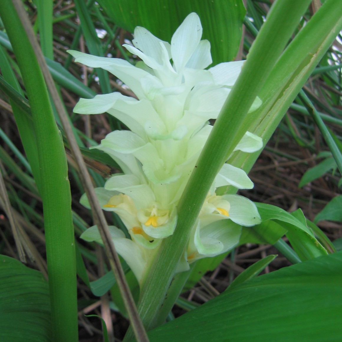 Curcuma (Curcuma longa L) Conservatoire National des Plantes