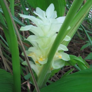 Curcuma (Curcuma longa L.)