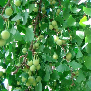 Ginkgo (Ginkgo biloba L.)