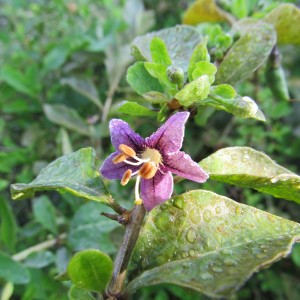 Goji chinois (Lycium chinense Mill.)