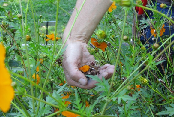 Stage « Produire ses graines et plants » – 29 et 30 août 2020