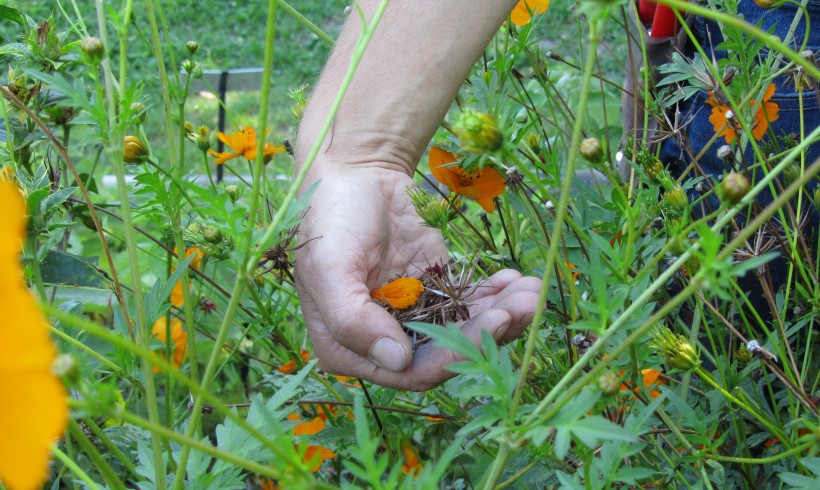 Stage « Produire ses graines et plants » – 29 et 30 août 2020