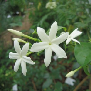 Jasmin d'Arabie (Jasminum sambac (L.) Aiton.)