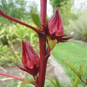 Karkadet, Bissap, Roselle (Hibiscus sabdariffa L.)