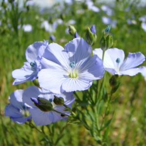 Lin cultivé (Linum usitatissimum L.)