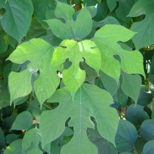 Mûrier à papier (Broussonetia papyrifera (L.) Vent.)