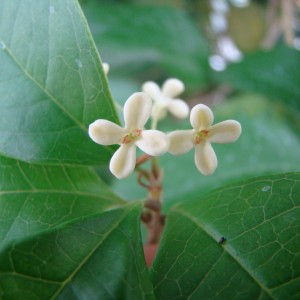 Olivier odorant (Osmanthus fragrans Lour.)