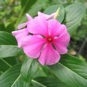 Pervenche de Madagascar (Catharanthus roseus (L.) G. Don.)