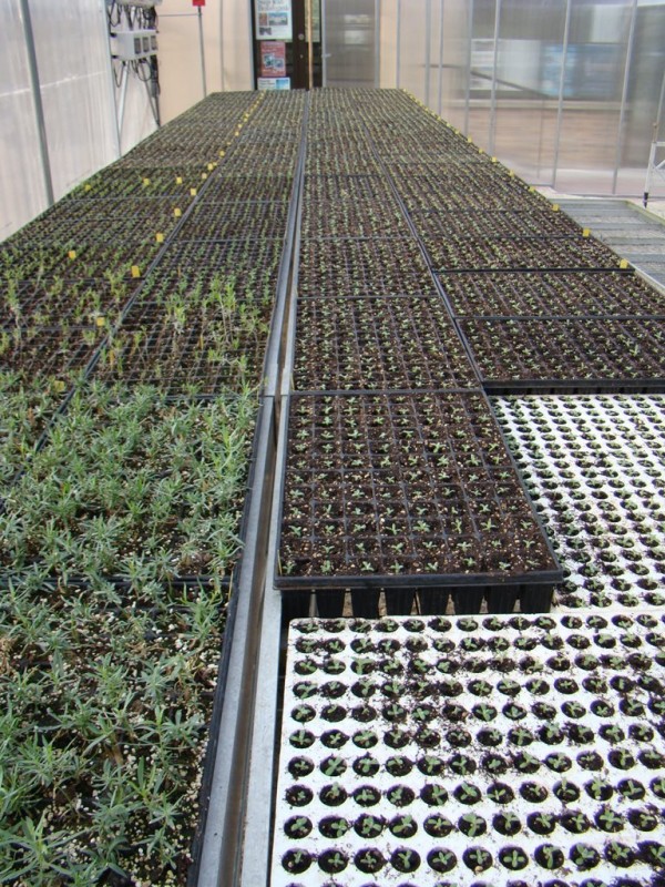 Plants issus de semis et boutures, en plaques de mottes et de mini