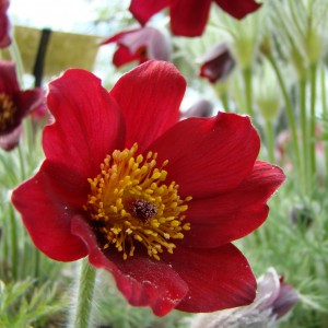 Pulsatille rouge (Pulsatilla rubra Delarbre)