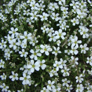 Sabline à grandes fleurs (Arenaria grandiflora L.)