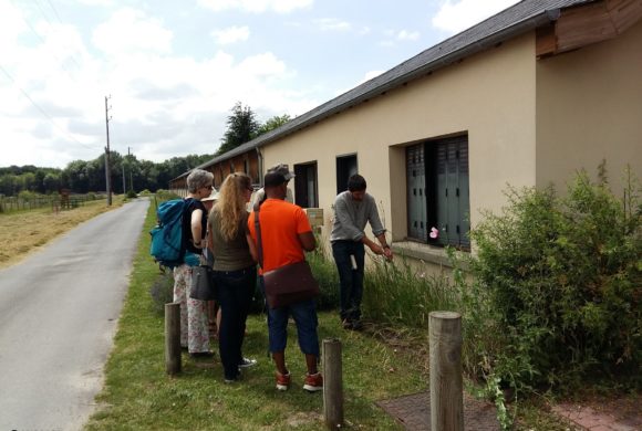 (Français) Balade à la découverte des plantes sauvages de nos rues