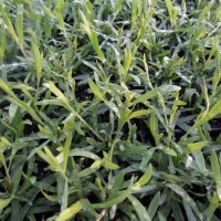 Artemisia dracunculus cv odora