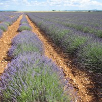 Lavandula x intermedia