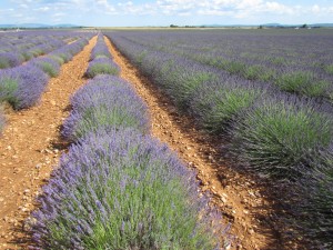 Lavandula x intermedia