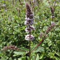 Mentha x piperita var sylvestris