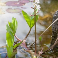 Trèfle d’eau (Menyanthes trifoliata)