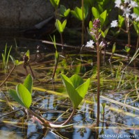 Trèfle d’eau (Menyanthes trifoliata)