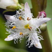 Trèfle d’eau (Menyanthes trifoliata)