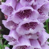 ‘Giant Shirley’ (Digitalis purpurea cv. ‘Giant Shirley’)