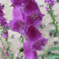 Digitale pourpre de Corse (Digitalis purpurea ssp. gyspergerae)