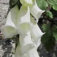 Digitalis purpurea, 'Alba' 