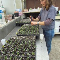 Bouturage d'immortelle (Helichrysum italicum italicum)