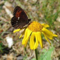 Moiré sylvicole (Erebia aethiops) sur Arnica montana