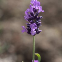 L. a. subsp. angustifolia 'Peter pan' - CNPMAI - 2016-07-01 - L Horvath