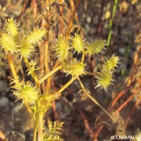 Caucalis à larges fruits, Valpuiseaux (91), 17-07-2016