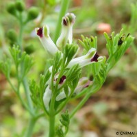 Fumeterre à petites fleurs, Montigny-le-Guesdier (77), 16-07-2016