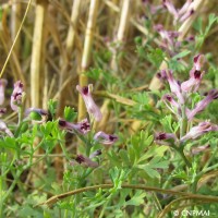 Fumeterre de Vaillant, La Tombe (77), 06-07-2016