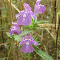 Galéopsis à feuilles étroites, Milly-la-Foret (91), 25-07-2016