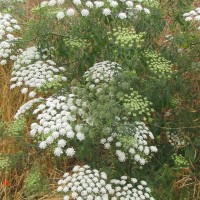 Grand ammi, Bazoches-lès-Bray (77), 16-07-2016